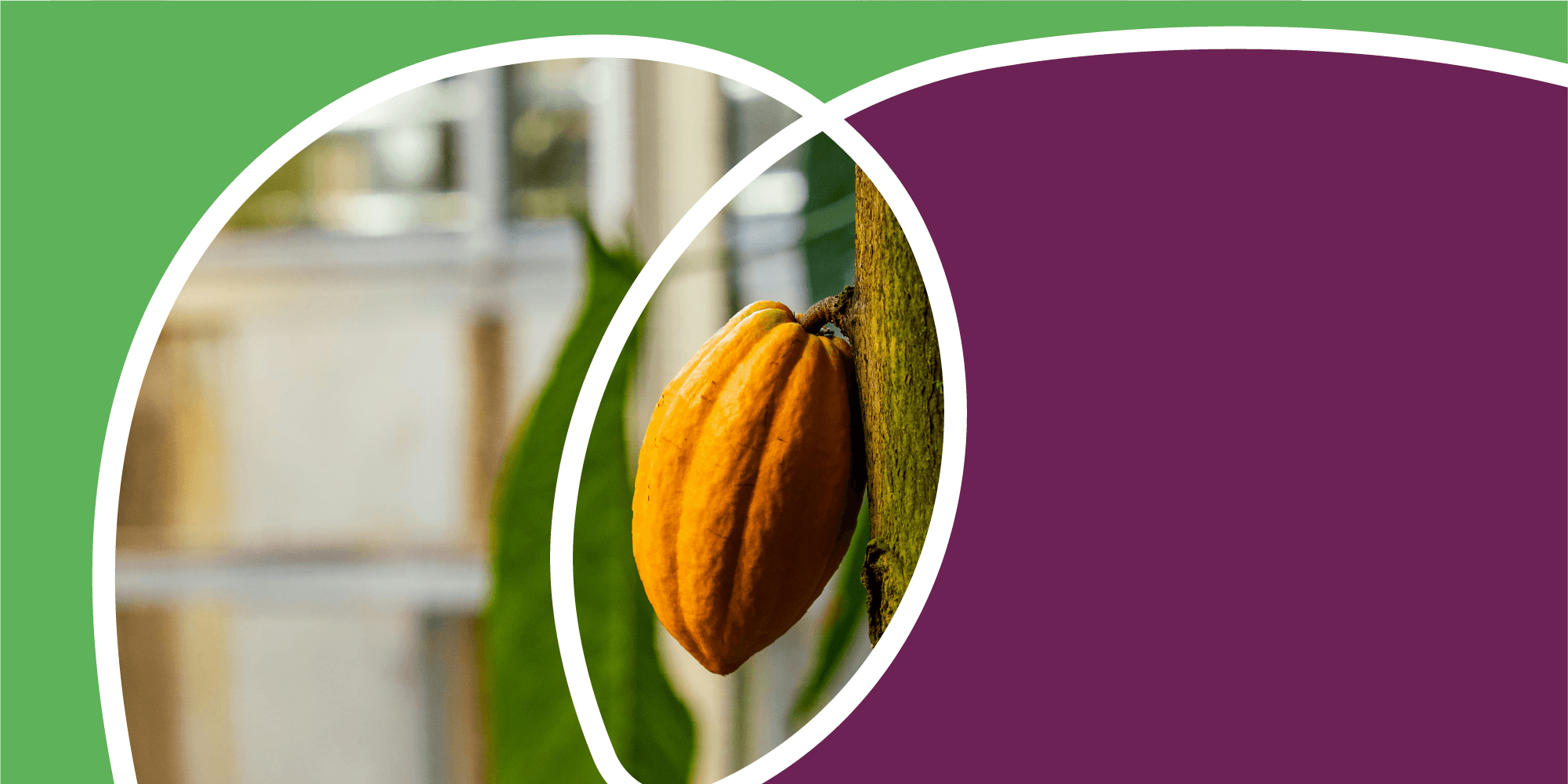 People collaborating in a cocoa community