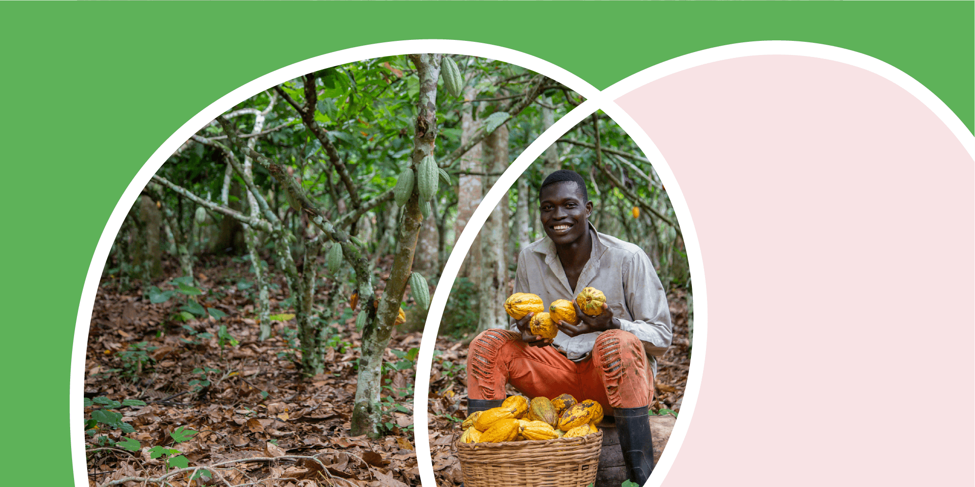People collaborating in a cocoa-growing community