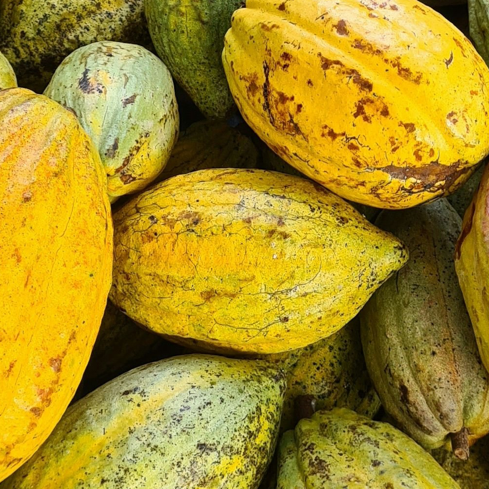 Cocoa tree health