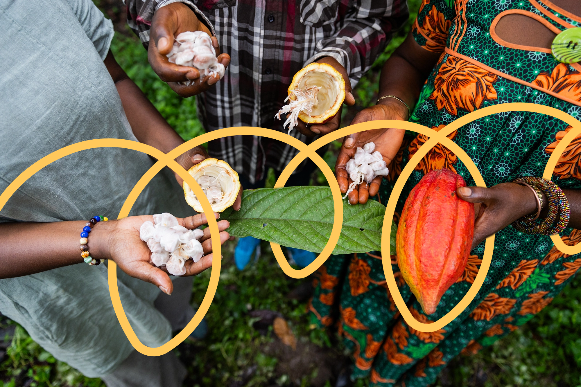 Cocoa farming family
